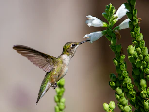 brown and white humming bird flying