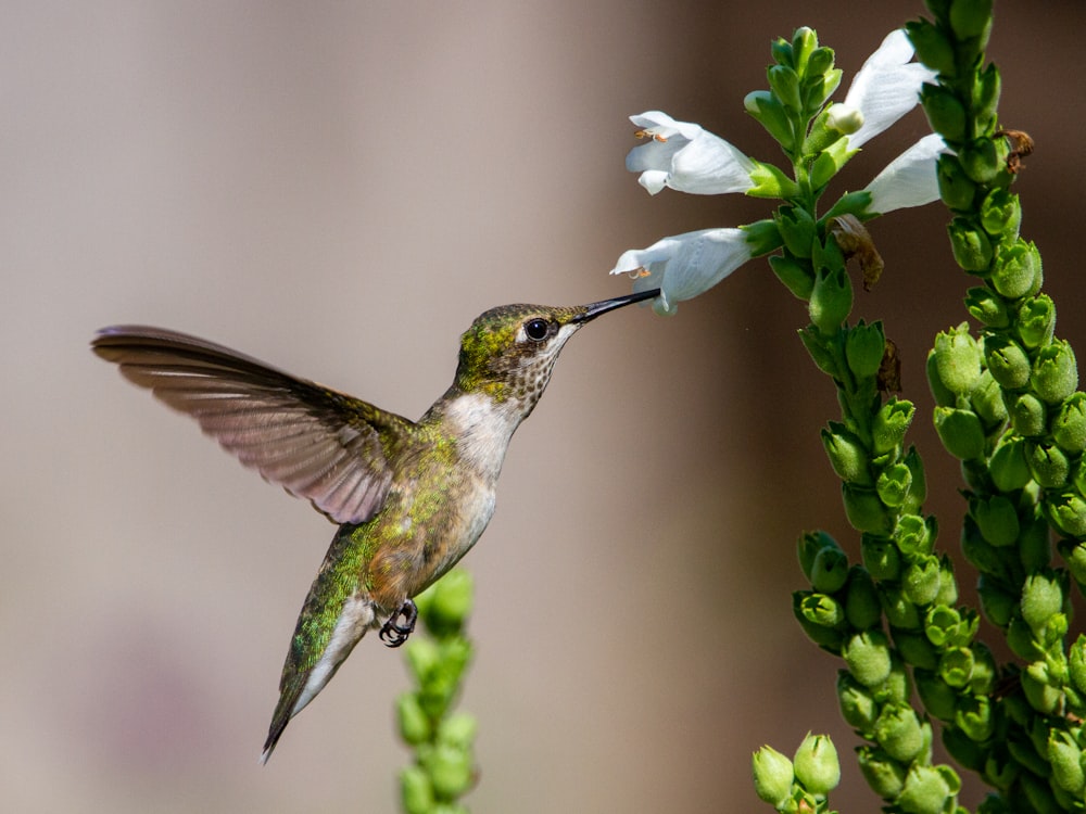 brown and white humming bird flying