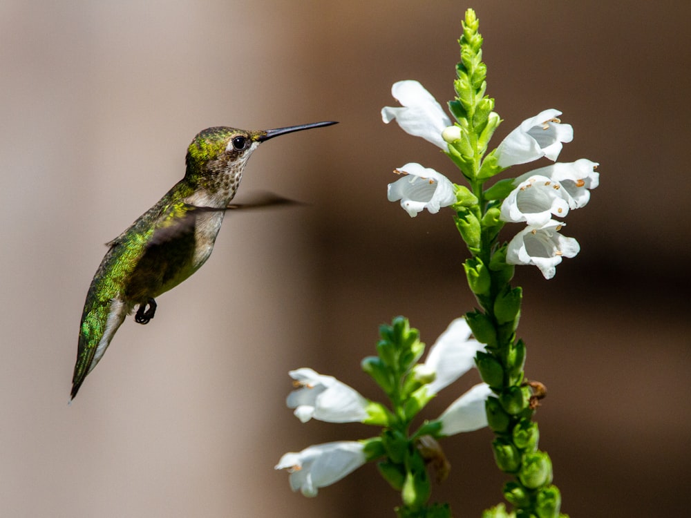白い花の近くを飛ぶ緑と黒のハチドリ