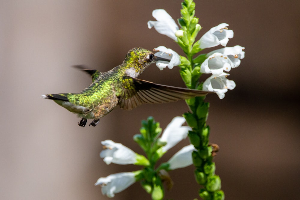 green and black humming bird flying near white flowers