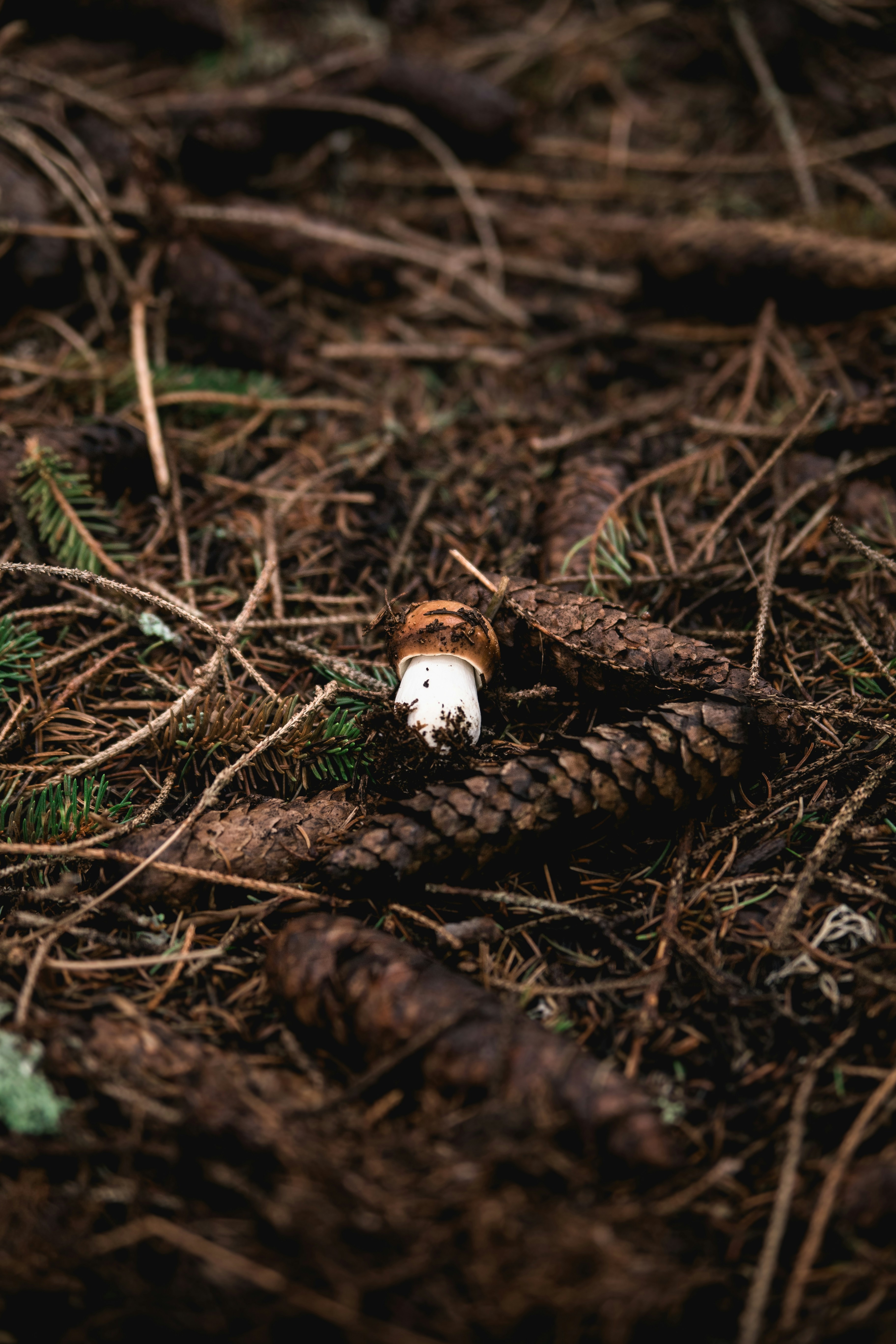 brown and white mushroom on brown dried leaves