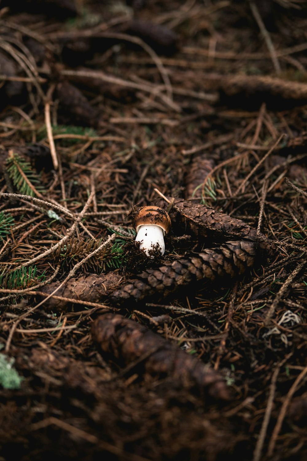 brown and white mushroom on brown dried leaves