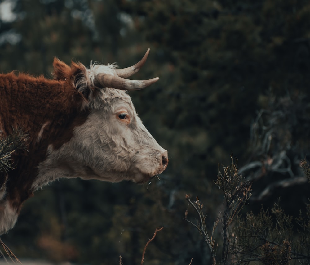 brown and white cow on green grass during daytime