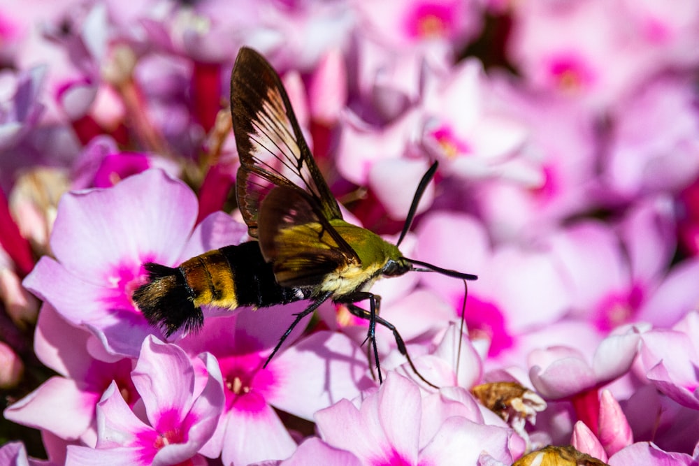 green and black hummingbird flying over pink flower