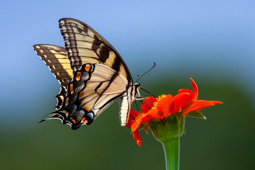 brauner und schwarzer Schmetterling auf roter Blume