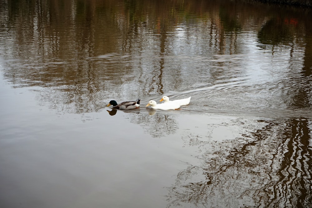 white and black duck on water during daytime