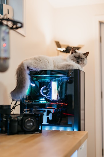 A fluffy cat is comfortably lounging on top of a desktop computer with a clear side panel that reveals glowing internal components, including illuminated RAM sticks. The setup is placed on a wooden desk, which also holds a digital camera in the foreground. The room appears softly lit, creating a cozy and relaxed atmosphere.