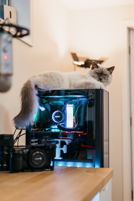 A fluffy cat is comfortably lounging on top of a desktop computer with a clear side panel that reveals glowing internal components, including illuminated RAM sticks. The setup is placed on a wooden desk, which also holds a digital camera in the foreground. The room appears softly lit, creating a cozy and relaxed atmosphere.