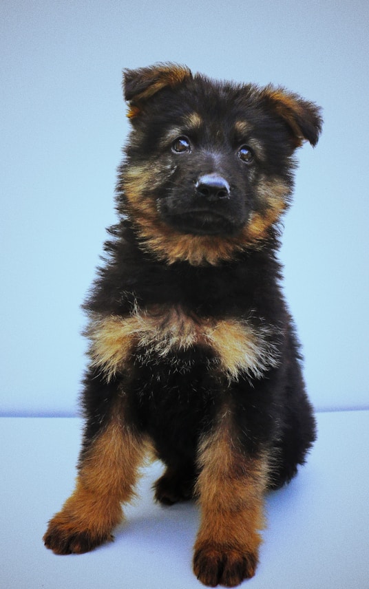 A fluffy German Shepherd puppy with a thick, soft fur coat that has black and tan coloring. The puppy is sitting, looking upward with bright, curious eyes and slightly perked ears.