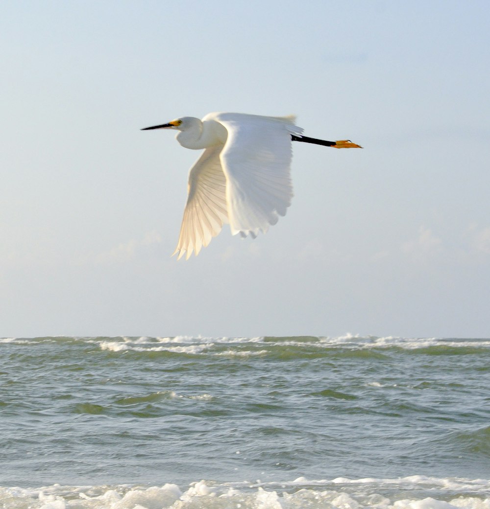 낮에 바다 위를 날아다니는 흰 새