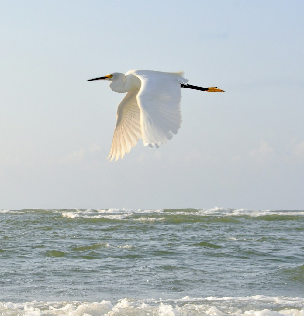 white bird flying over the sea during daytime