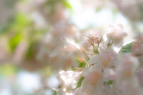 Soft-focus photograph of blooming flowers with gentle light filtering through.
