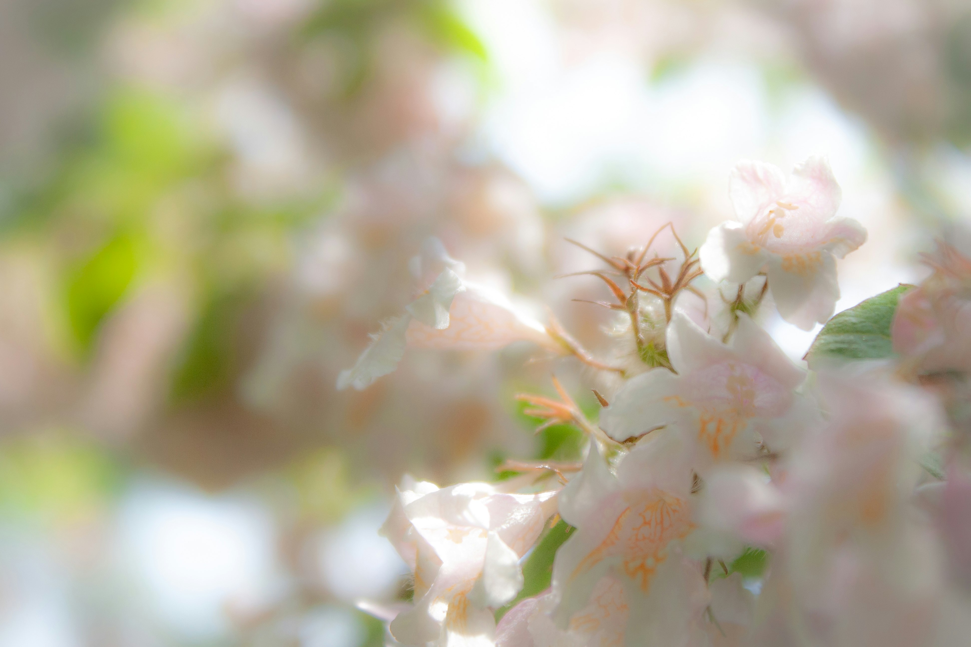 white and pink flower in macro lens