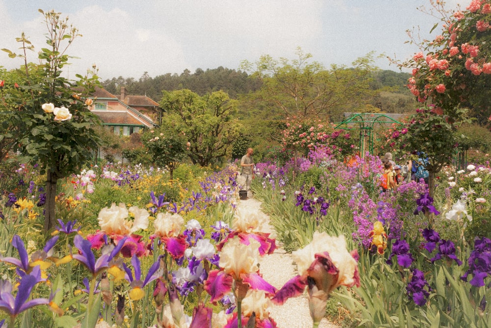 fiori rosa e bianchi sul campo di erba verde durante il giorno