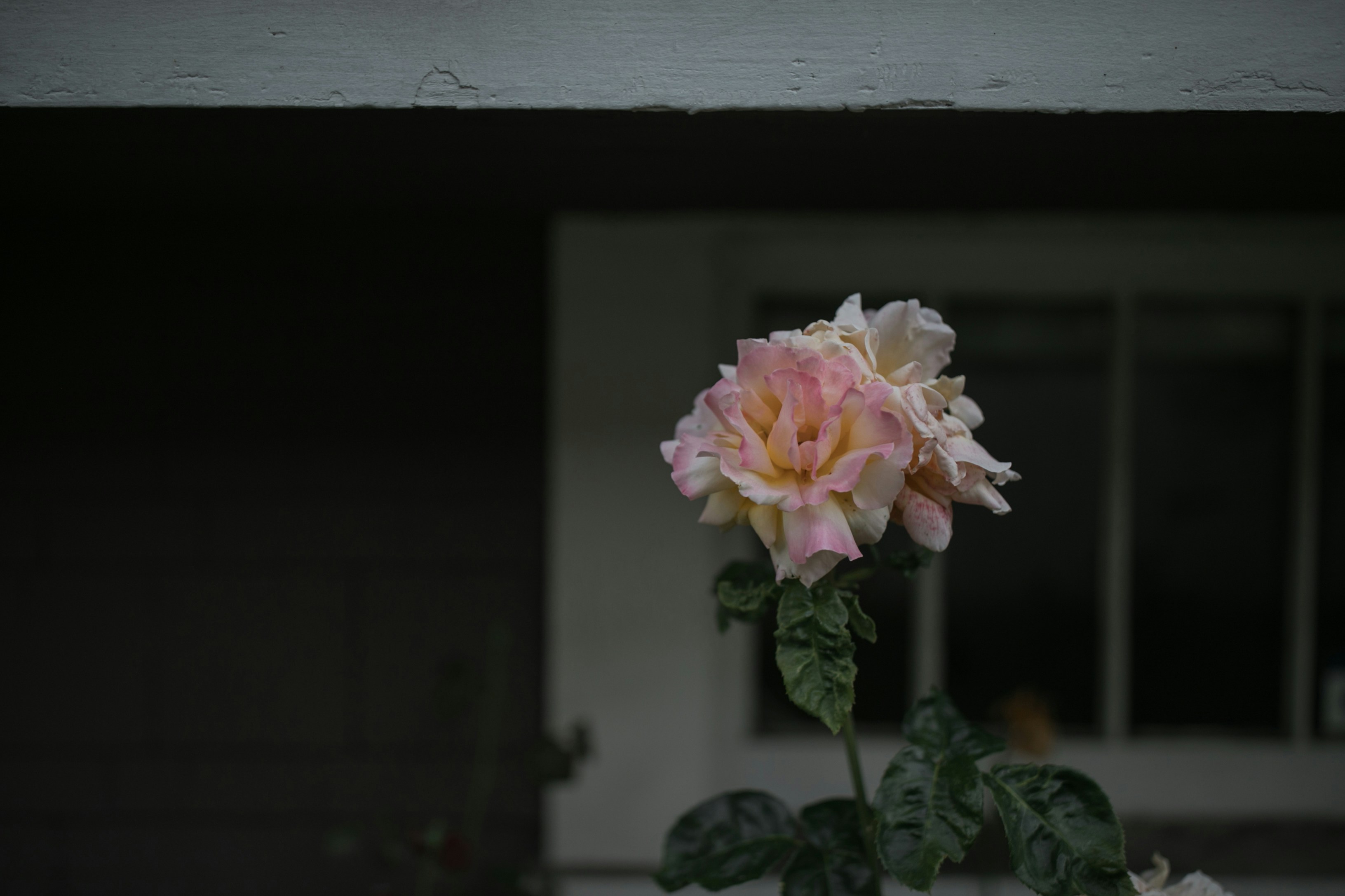 Beautiful flower photo showing potential of iPhone camera