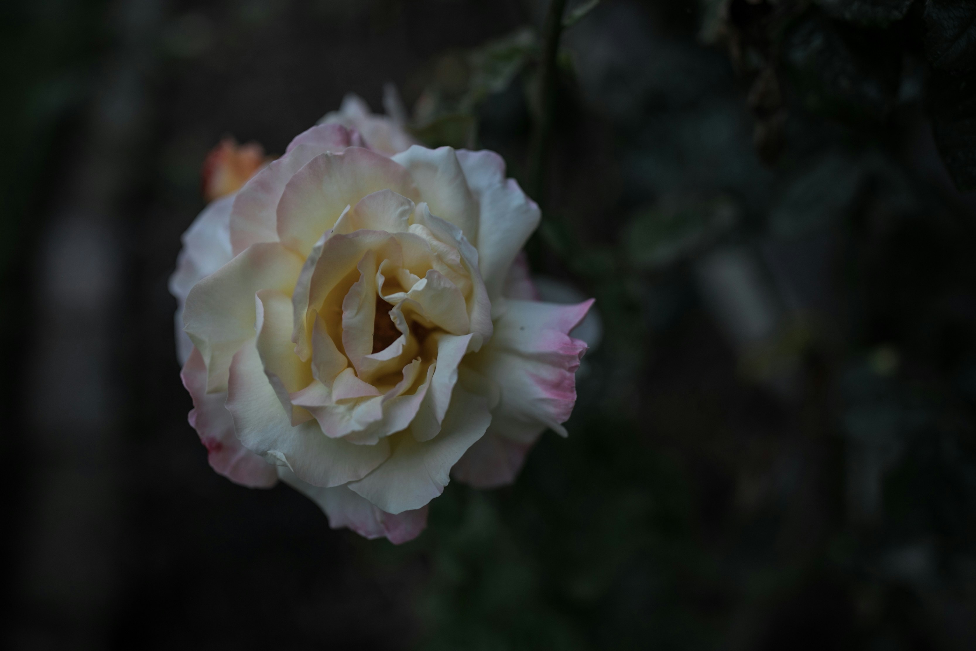 Photo by anna_nodolf