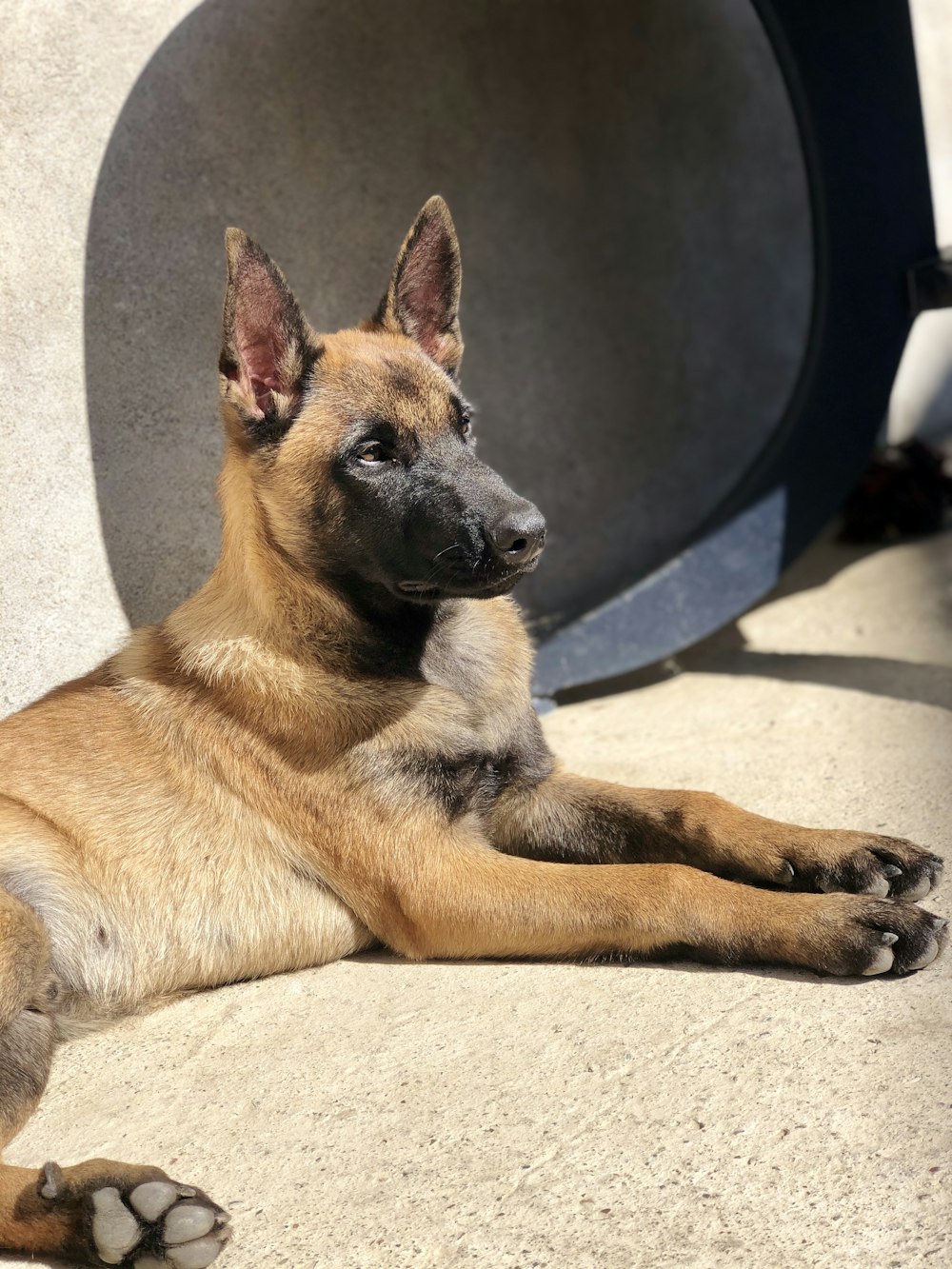 brown and black german shepherd lying on floor