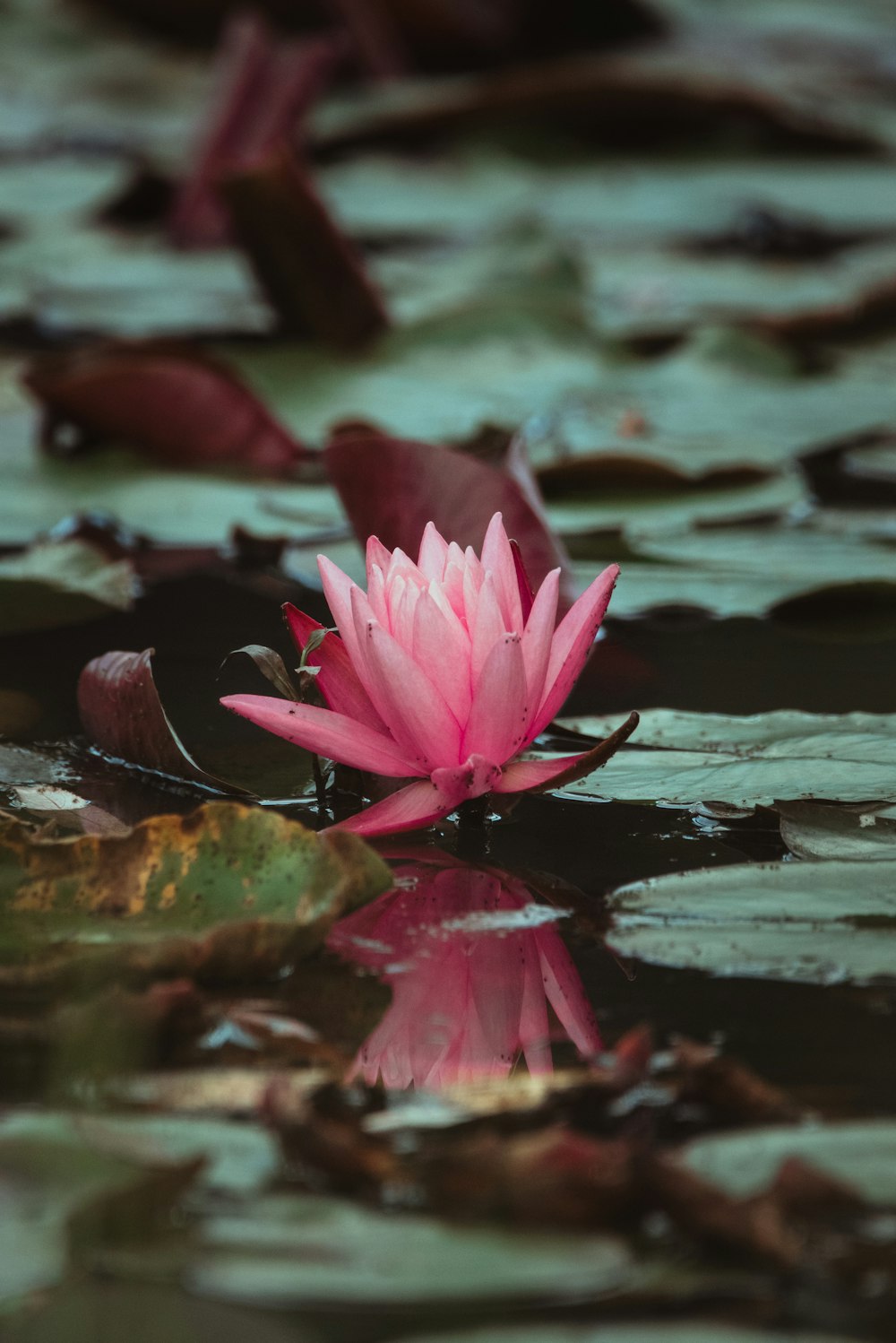 pink lotus flower on water