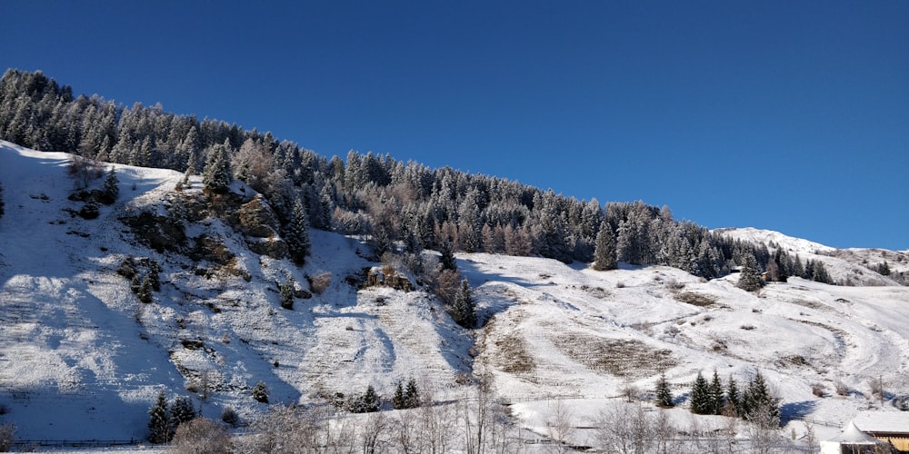 green pine trees on snow covered ground under blue sky during daytime