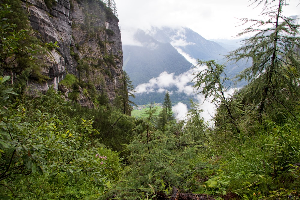 árvores verdes na montanha durante o dia