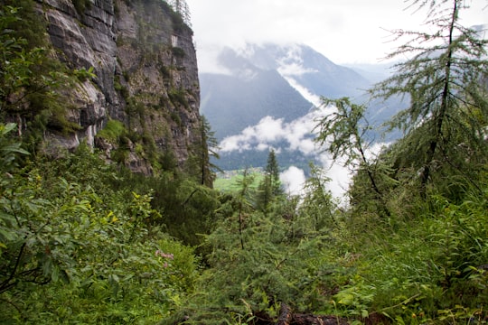 green trees on mountain during daytime in Dachstein Austria