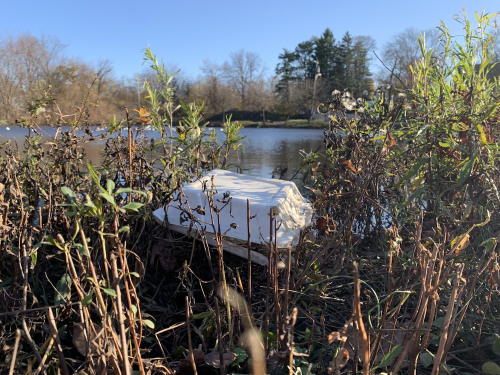 green plants near body of water during daytime