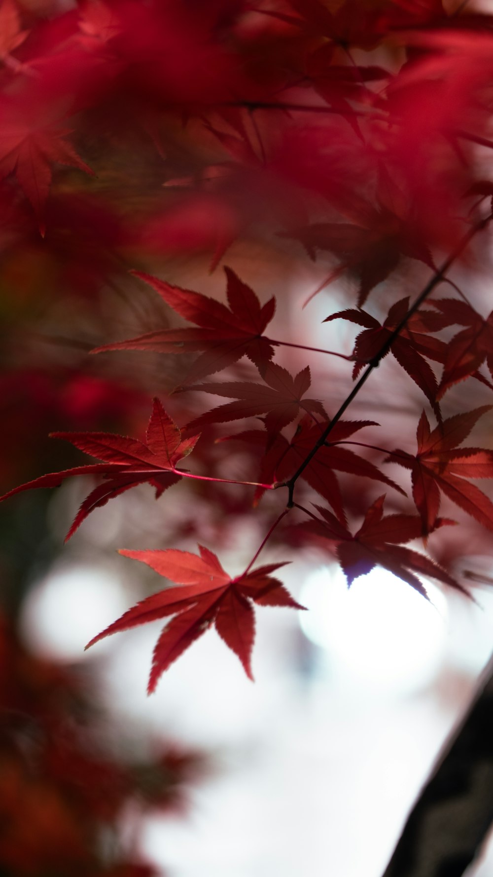 red leaves in close up photography