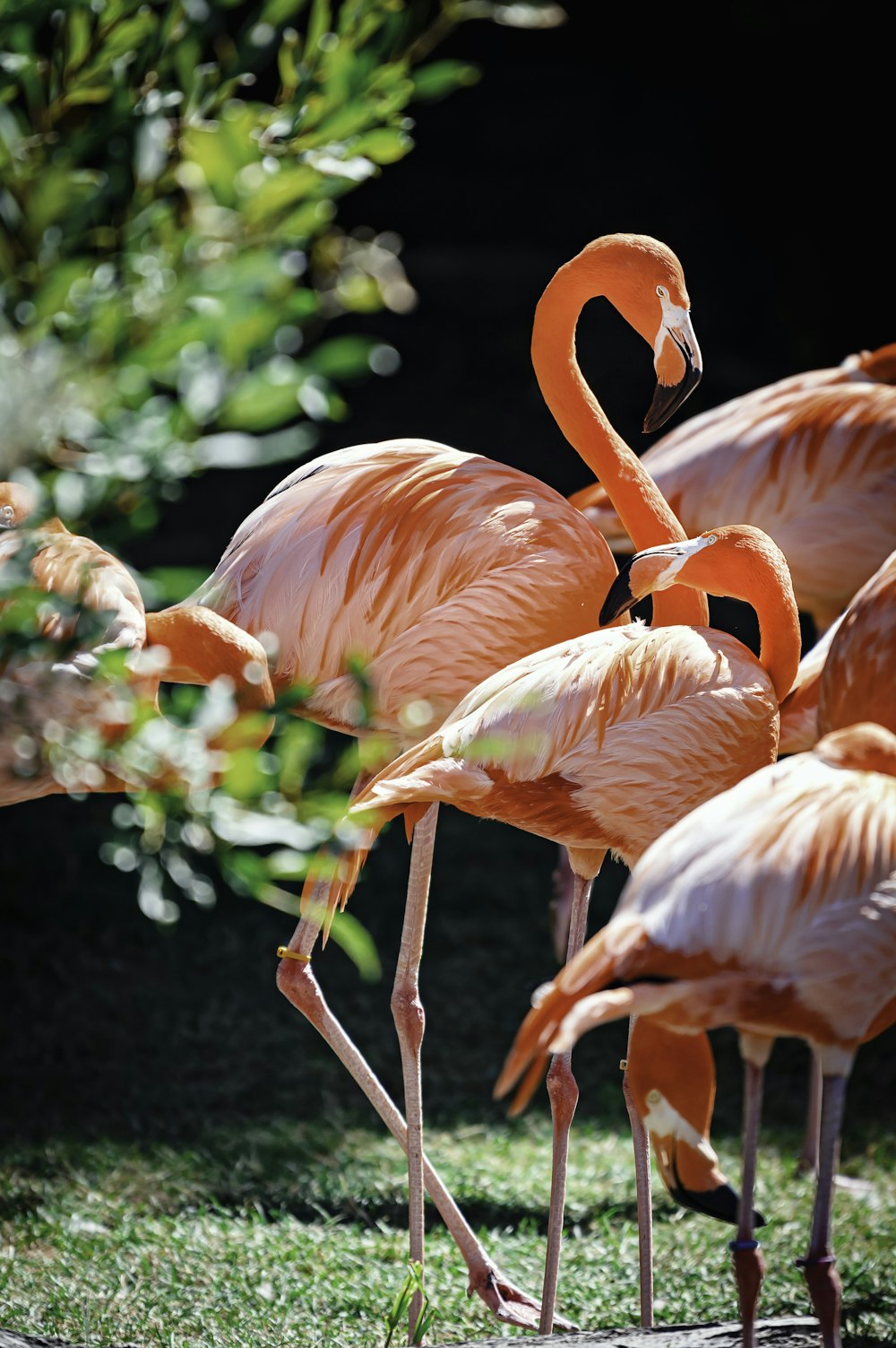 pink flamingos in tilt shift lens