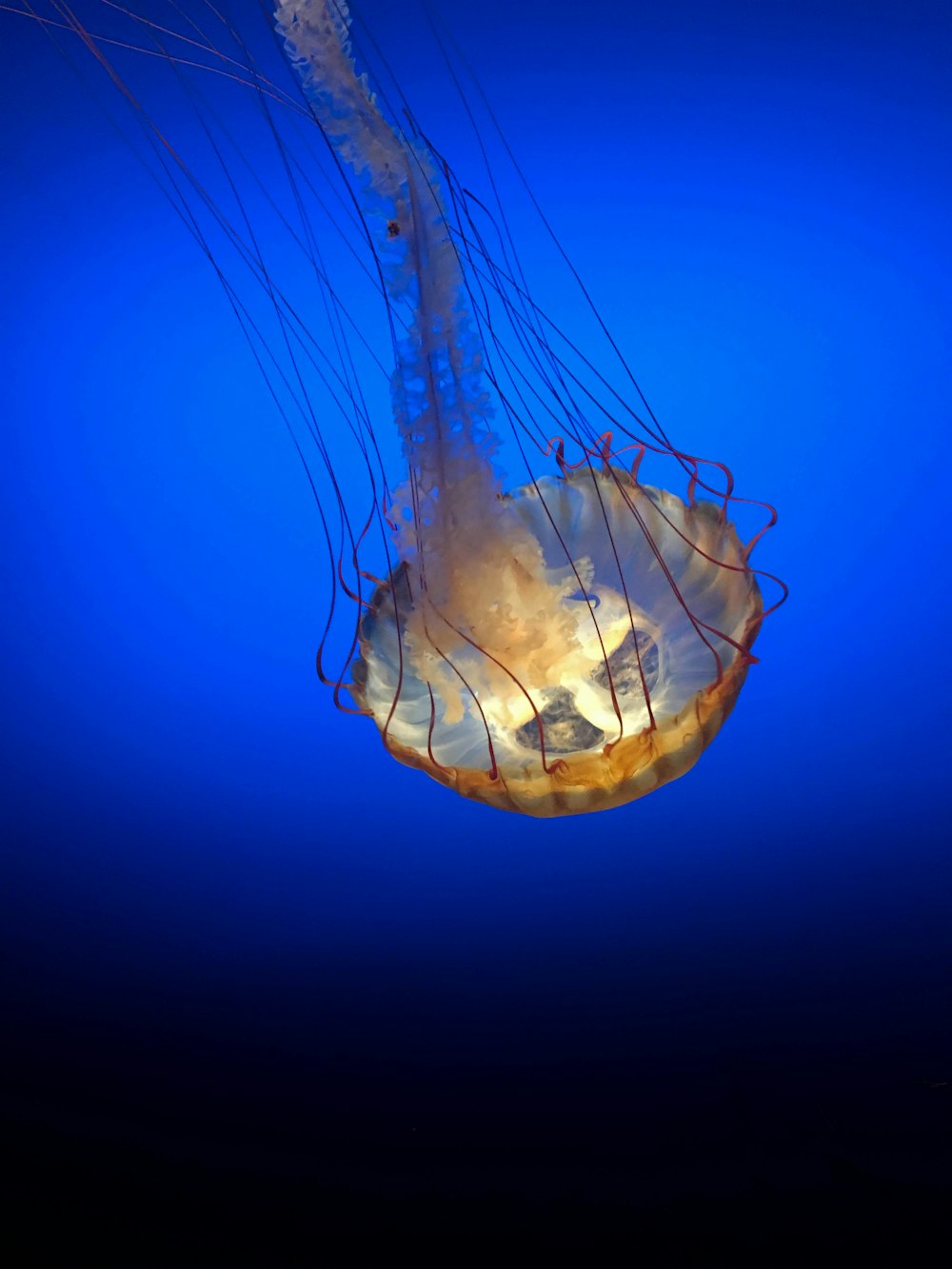 blue and white jellyfish under water