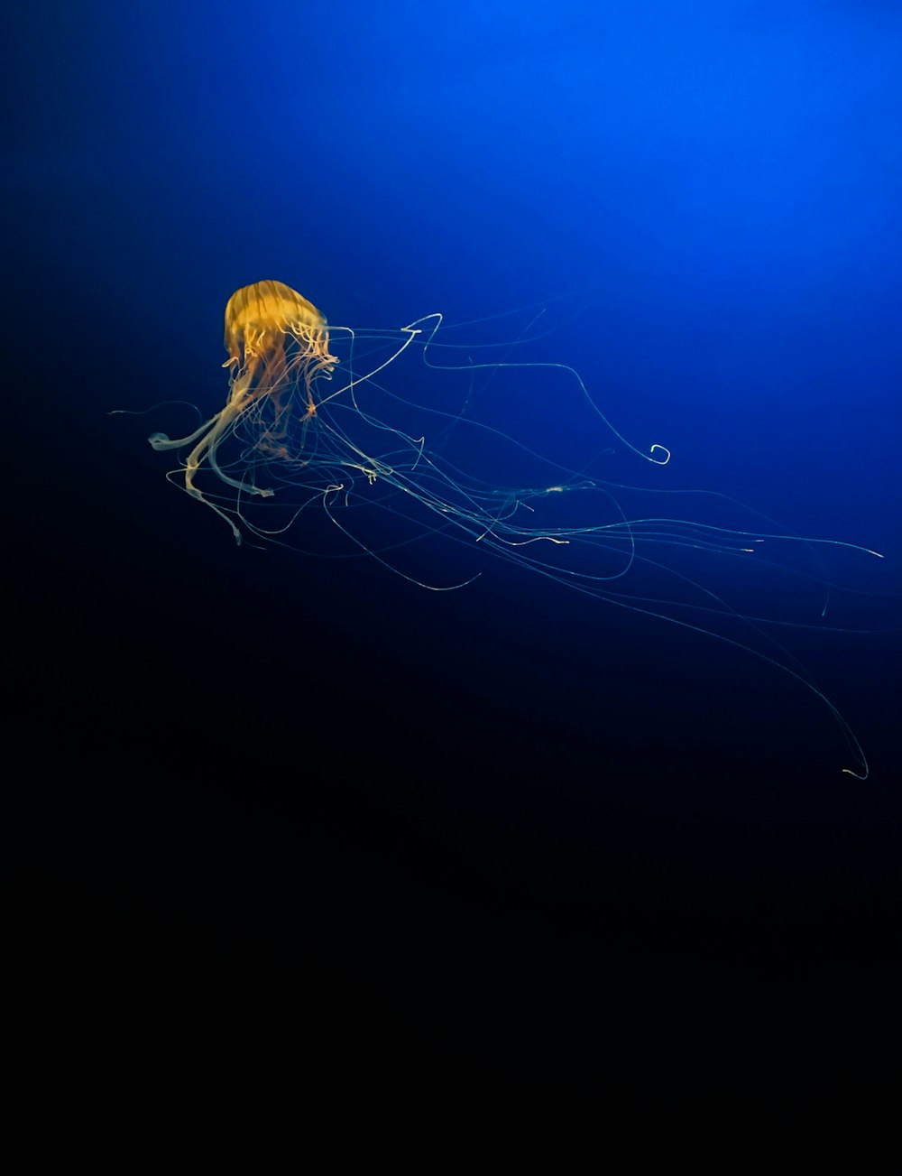 blue jellyfish in blue water