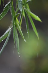 Close-up of bamboo stalks with dew drops glistening in morning light.