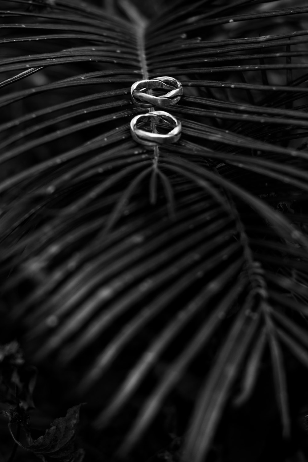 silver ring on green leaf