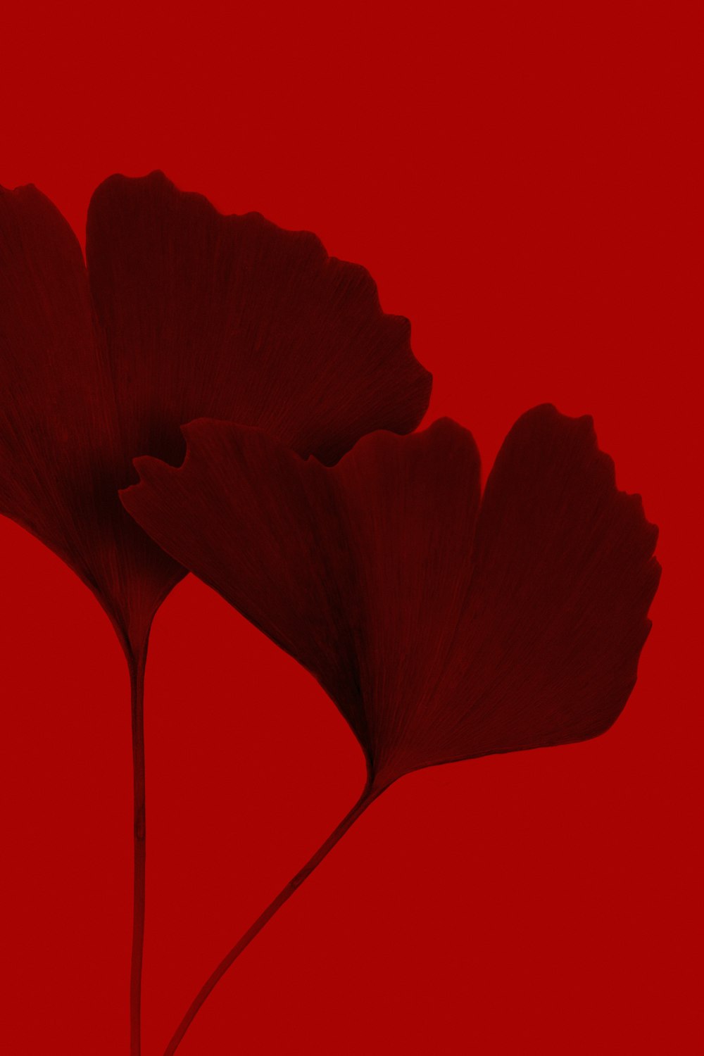 feuille rouge sur fond rouge