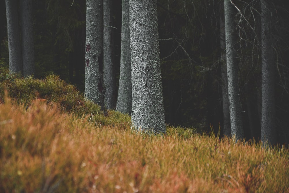 green grass field and trees