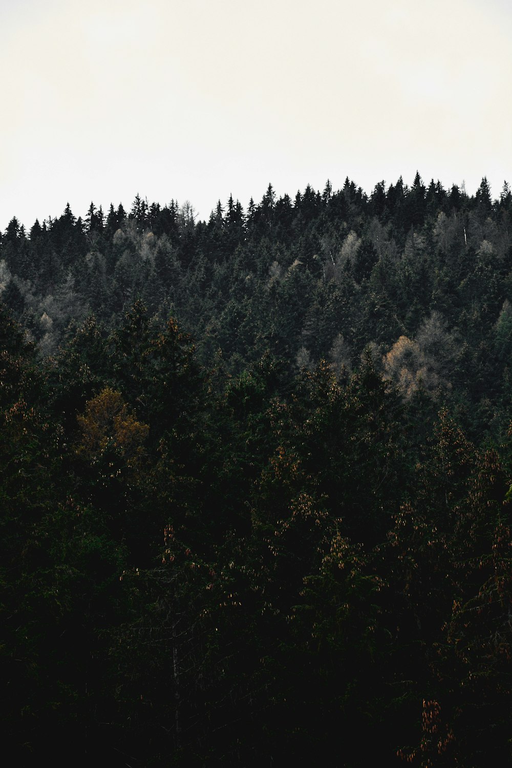 árvores verdes na montanha durante o dia