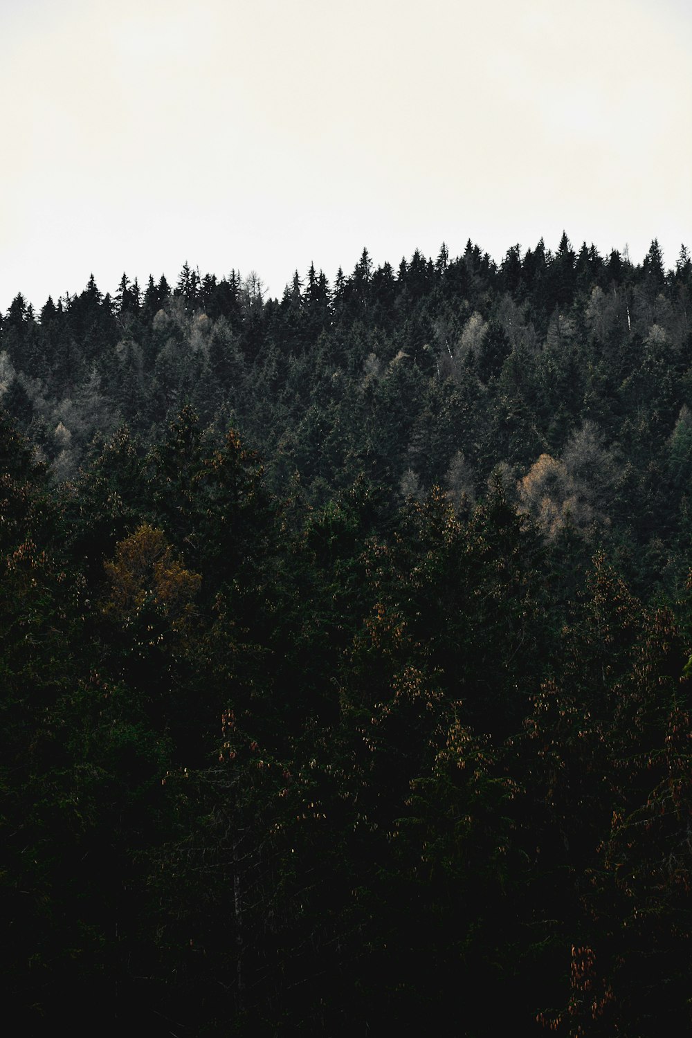 green trees on mountain during daytime