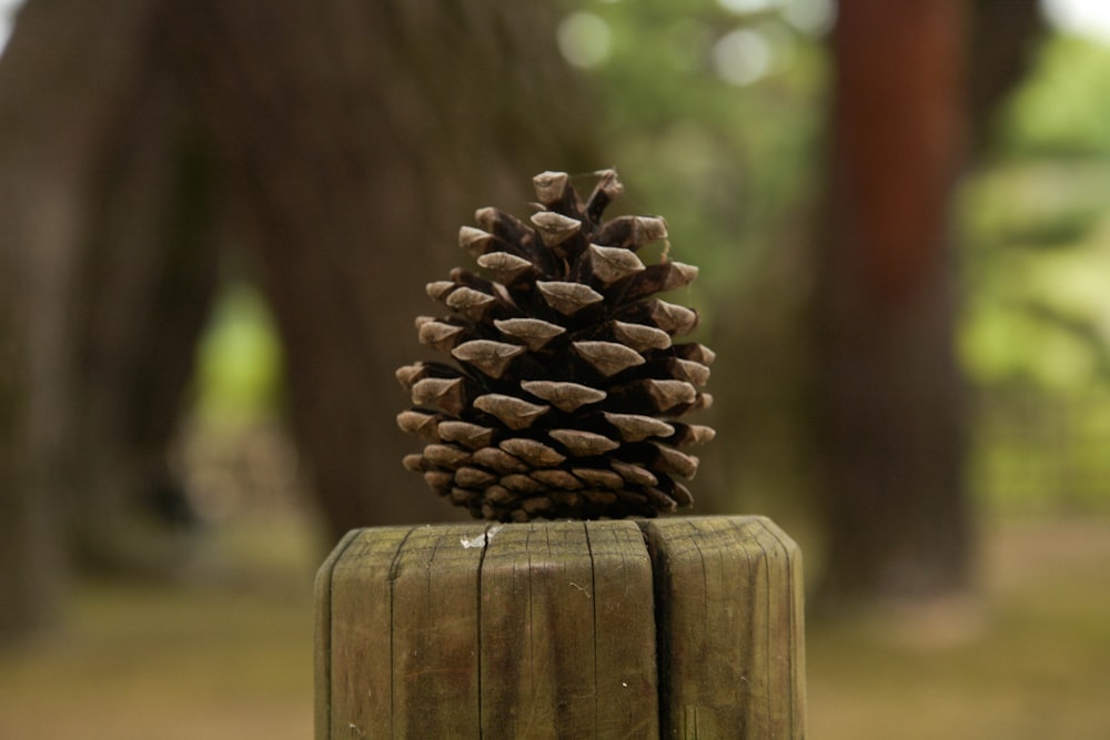 brown pine cone on brown wooden fence