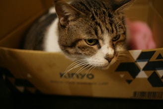 A gray and white tabby cat is sitting inside a cardboard box, looking intently to the side. The box has geometric patterns and text on its side, and a pink object is partially visible in the background.