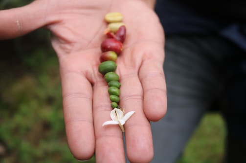 A traditional coffee process demonstration with locals showing the steps from bean to cup.