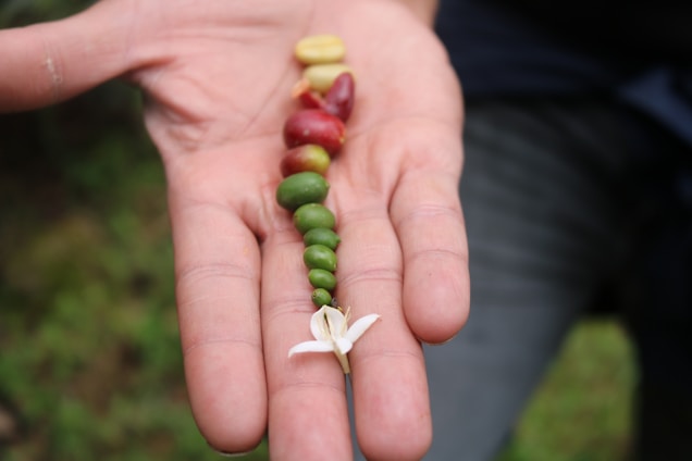 An open hand is holding a variety of coffee cherries and a coffee blossom. The cherries range in color and ripeness from green to red to yellow, showcasing the different stages of the coffee bean maturation process. The background displays a blurred outdoor setting.