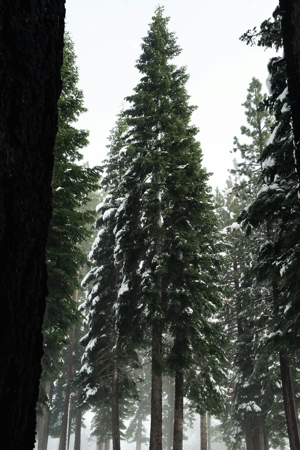 green pine tree during daytime