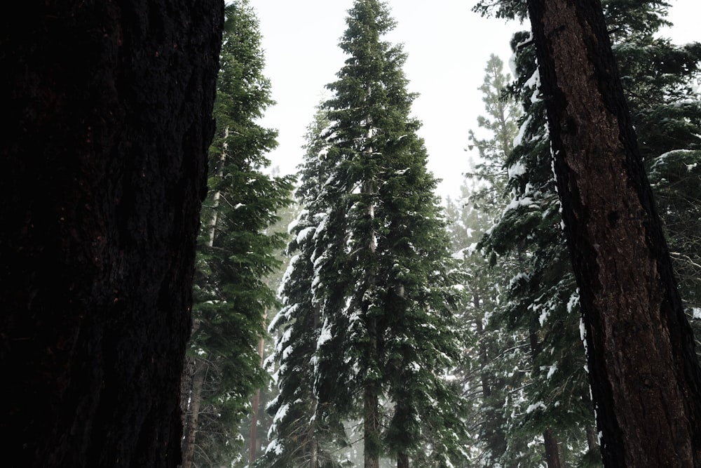 green pine trees during daytime