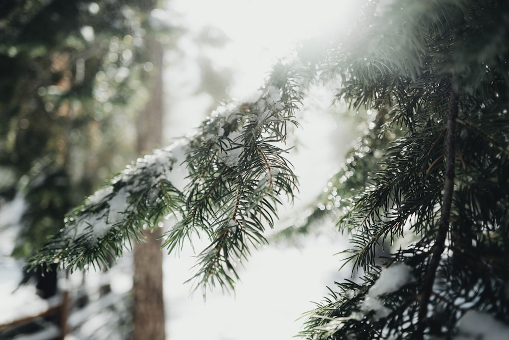 green pine tree covered with snow