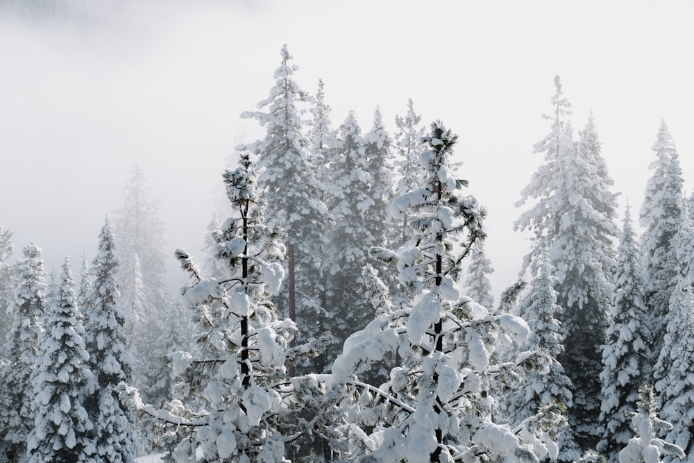 snow covered trees during daytime