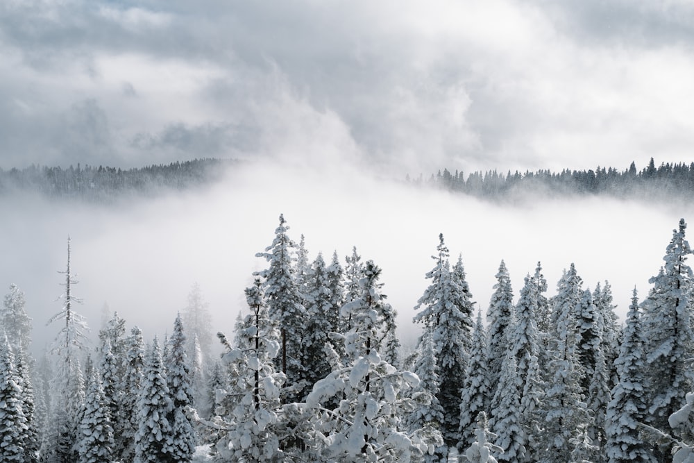 snow covered trees under cloudy sky during daytime