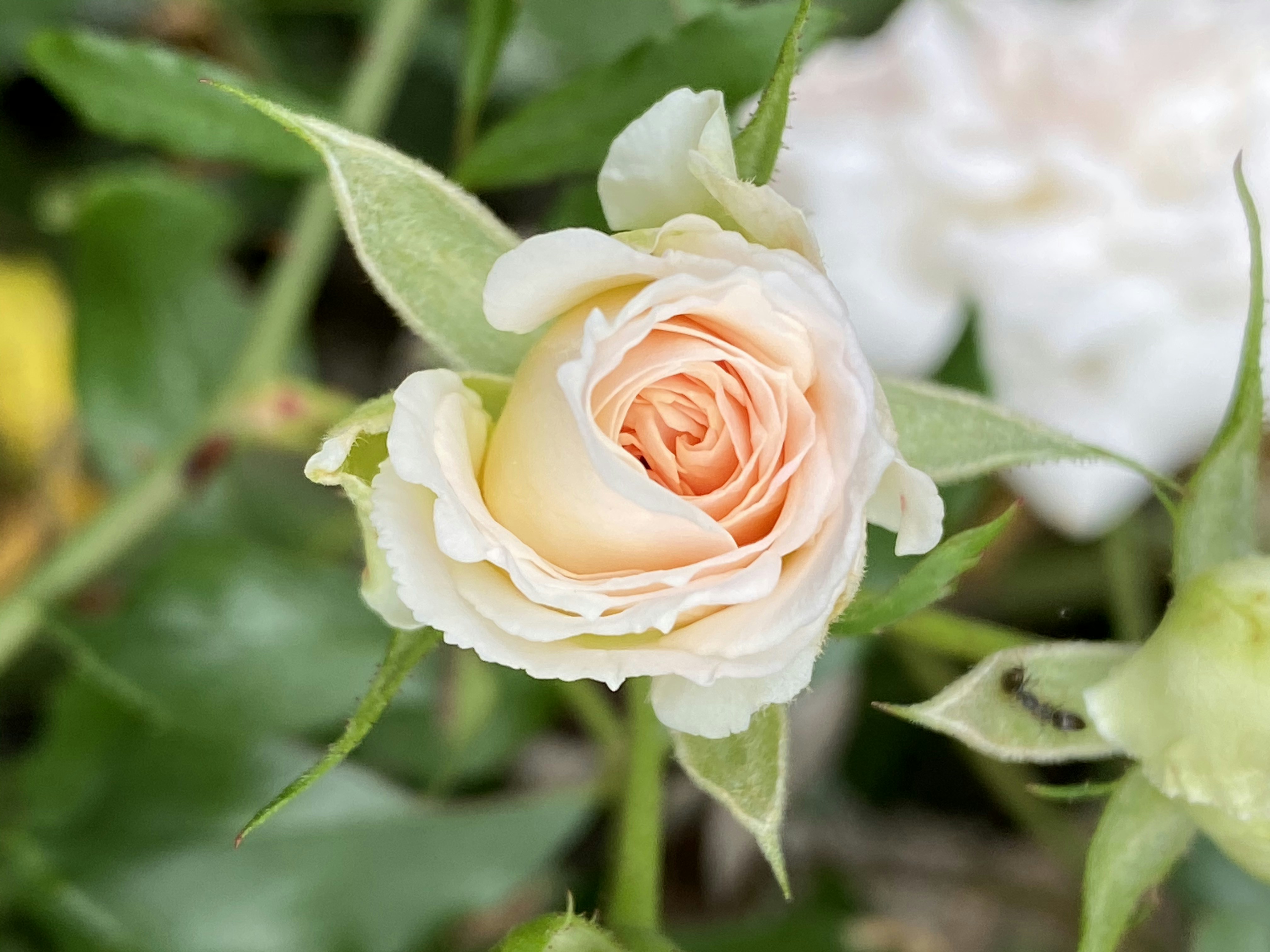 Photo by amlfountain