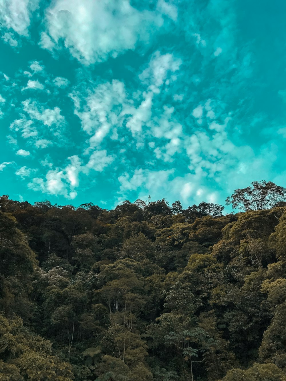 brown and green trees under blue sky during daytime