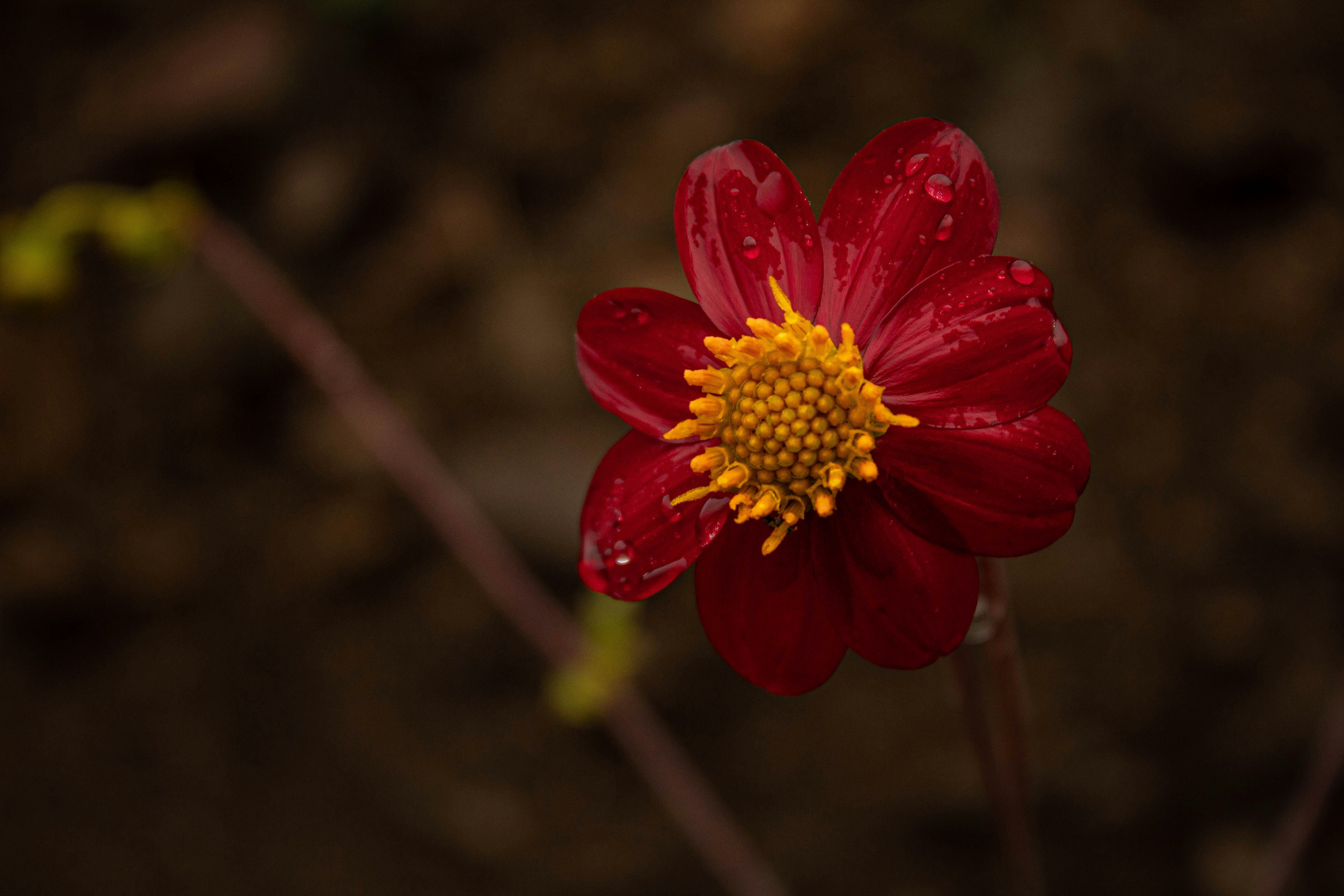 Photo by olaaloalont