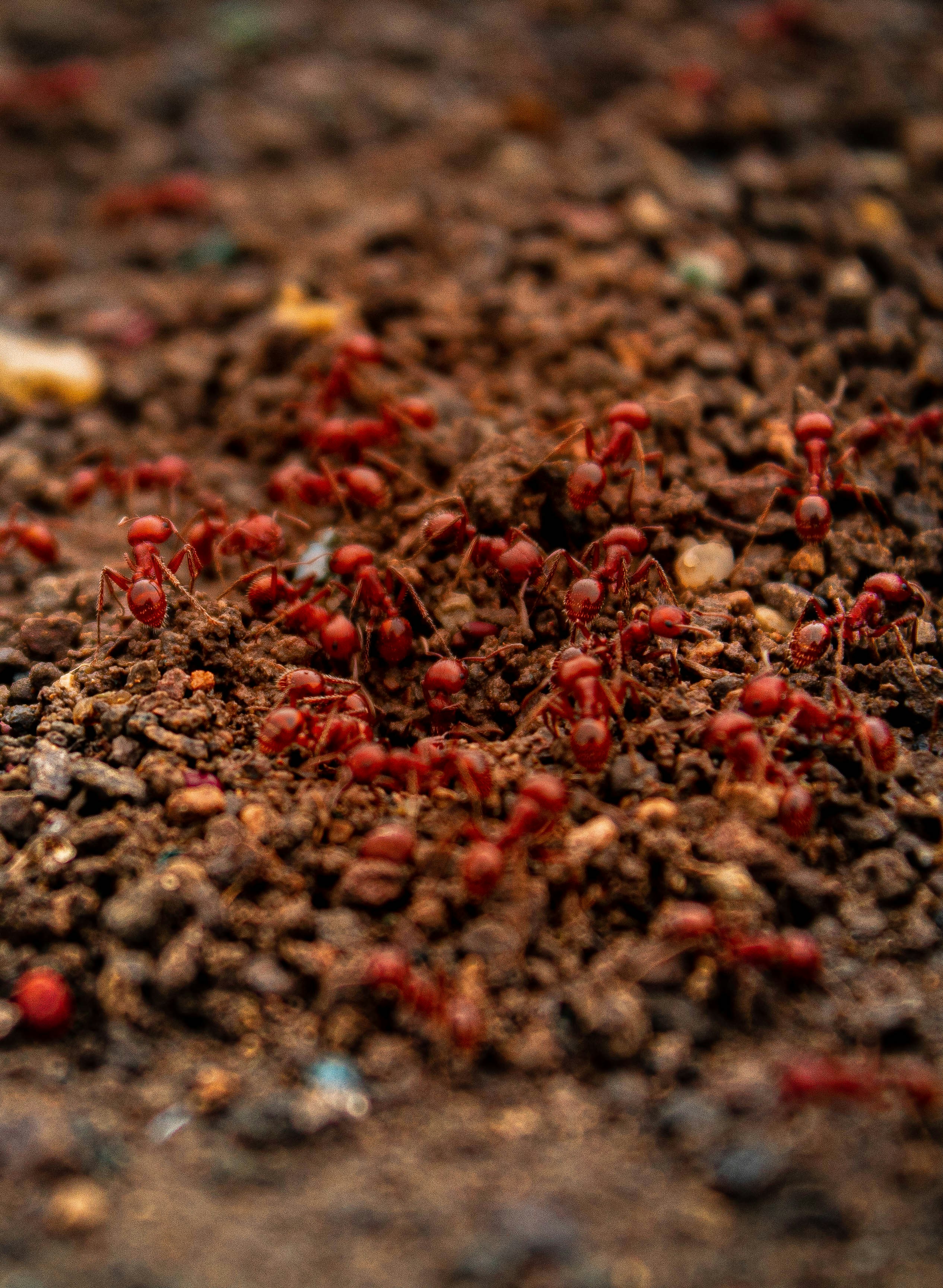 Fire Ant Control Dallas Ant Control Dallas Fire Ants