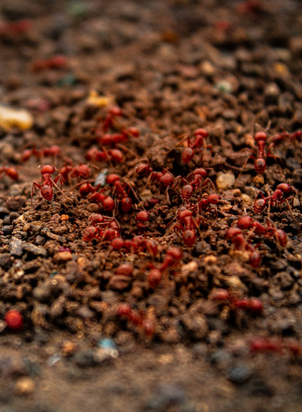 red and yellow flower petals on ground